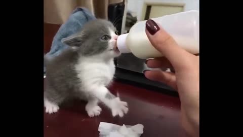 cute animals