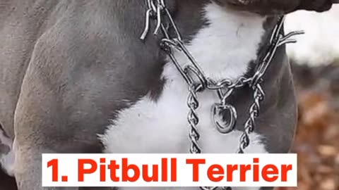 TOP 10 MOST DANGEROUS DOGS IN THE WORLD