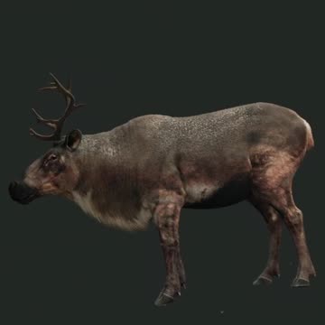 Caribou are Weird!!! Hunter Call of the Wild