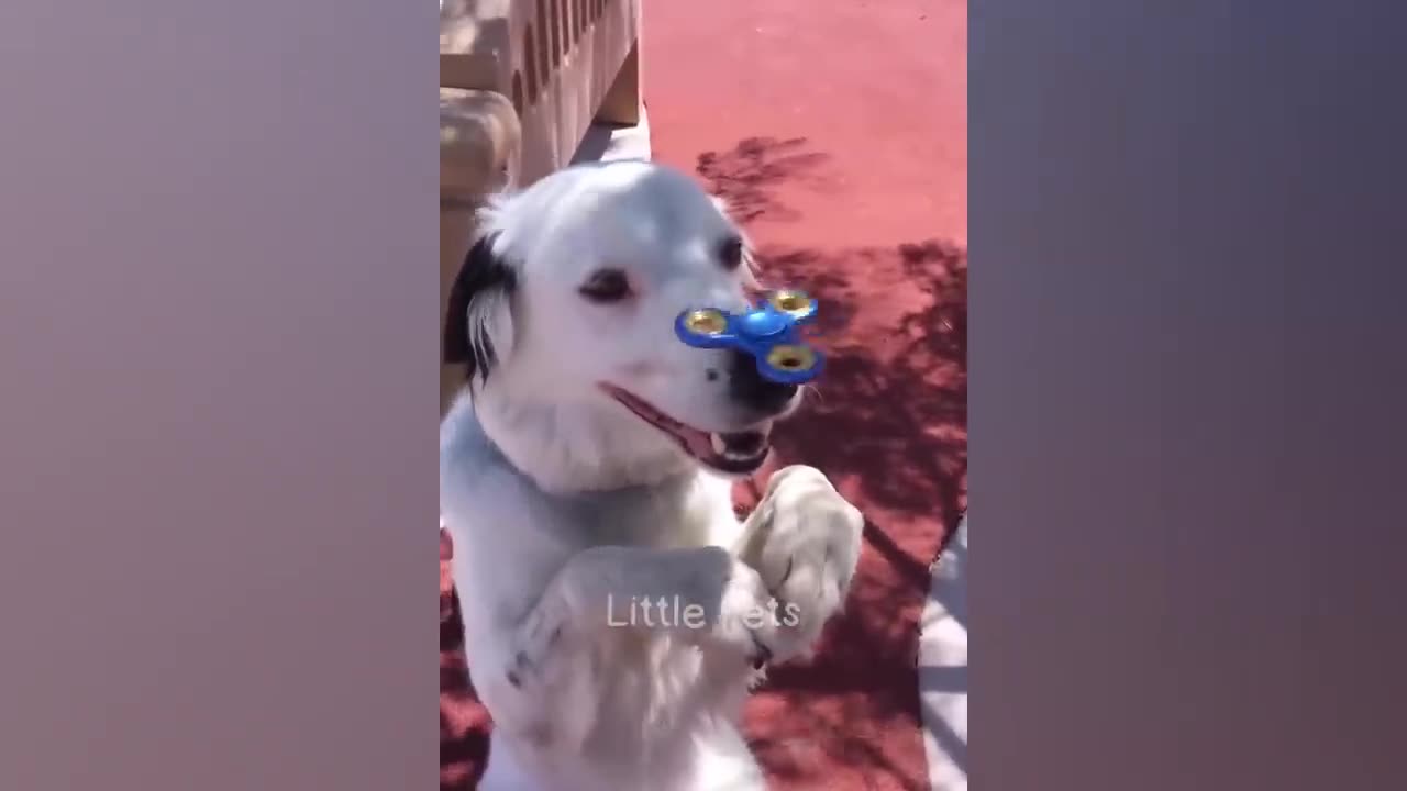 Funny animal video 🤣🤣