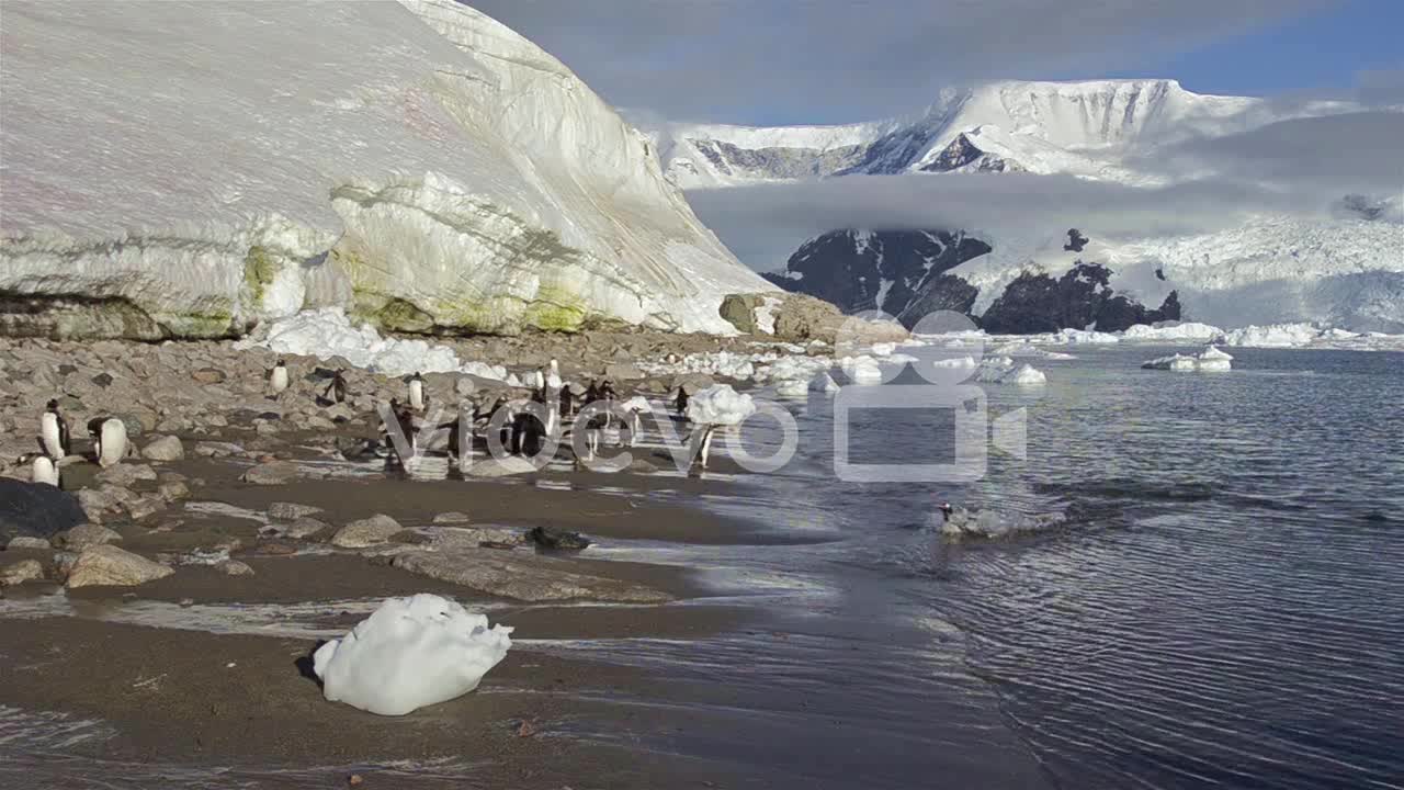 Gentoo penguin exiting the water on the beach at Neko Harbor in Antarctica