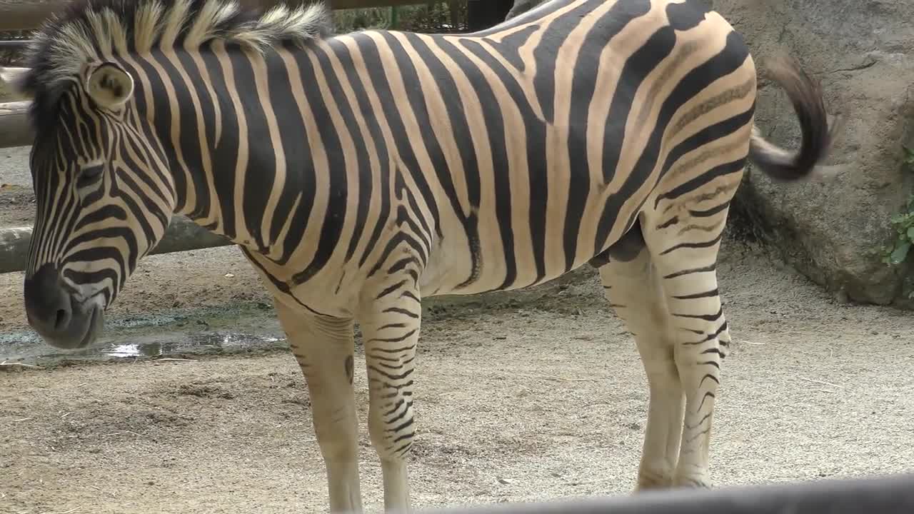 Cebra de Chapman,Chapman's zebra,ज़ेबरा,Kobe Ōji Zoo,Hyogo,Japan