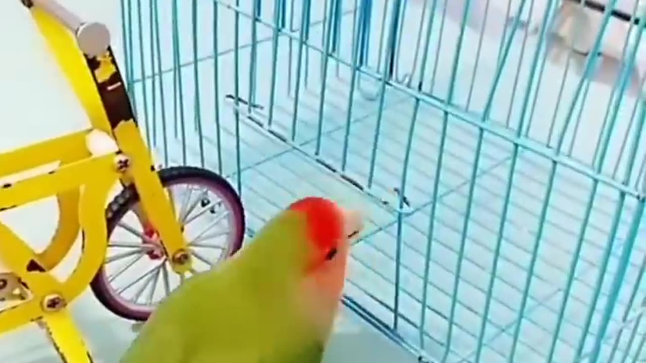 Parrot smart 😂🤣 show #parrotshorts #shorts