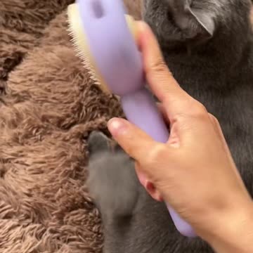Purr-fect Cat Grooming Experience: Professional Care for Your Feline Friend