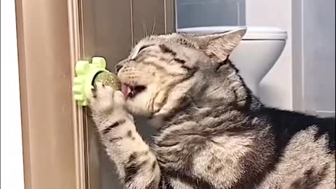 mint ball madness