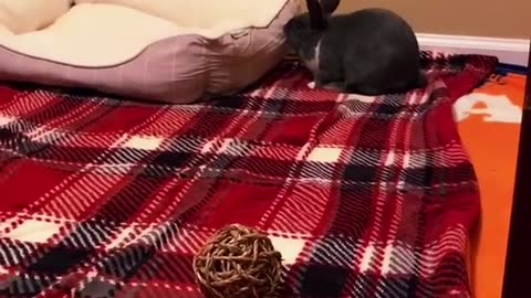 Bunny Life Sharing #funny #bunny #rabbit #foryoupage #fyp