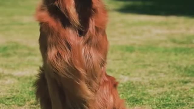 Beautiful Dog In The Park Sitting On The Ground..