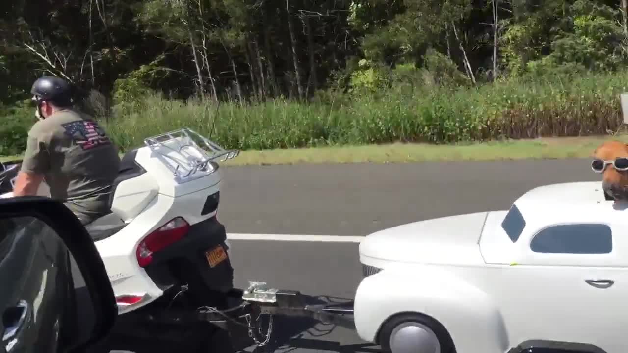 Dog driving car