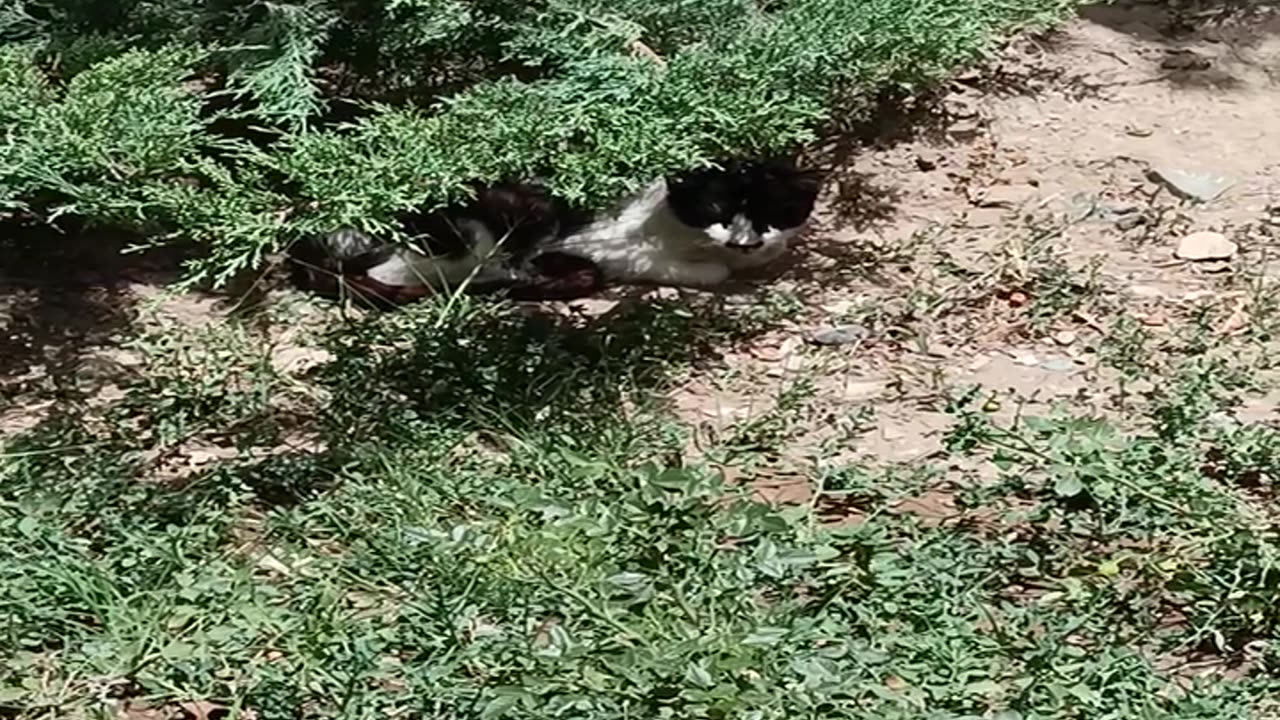 A cute and beautiful cat is resting