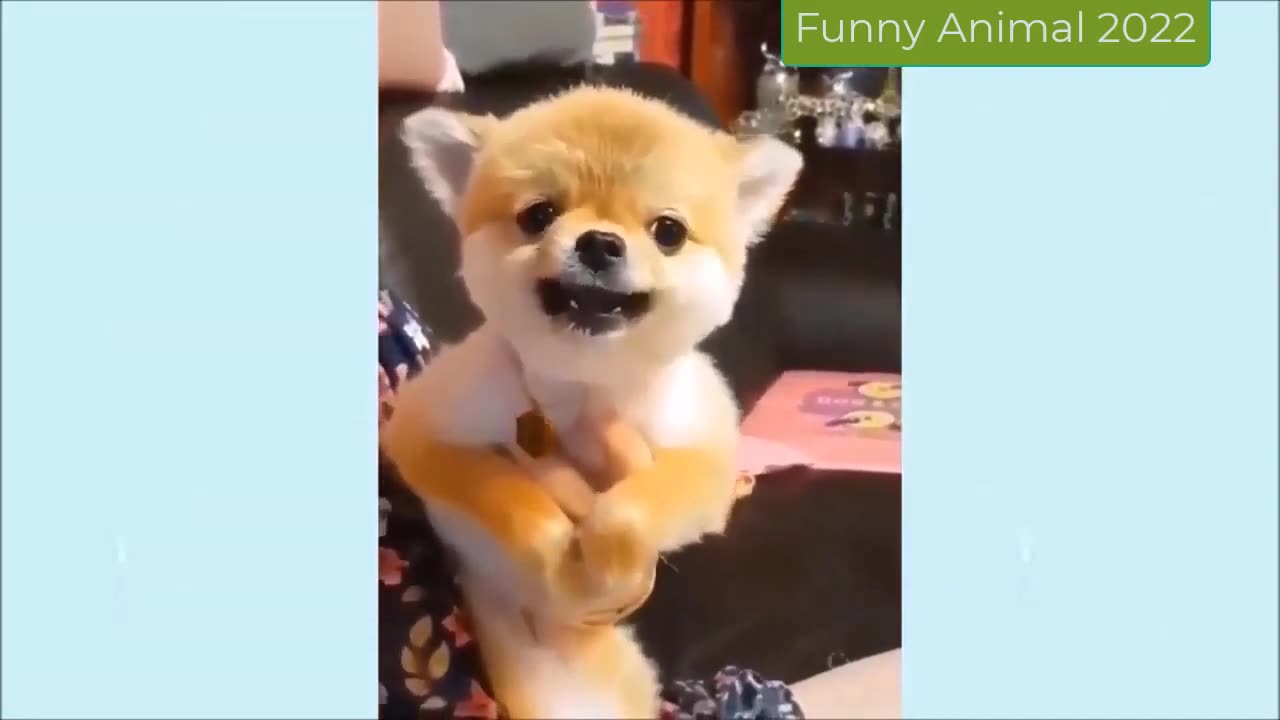 Funniest Cute Animals