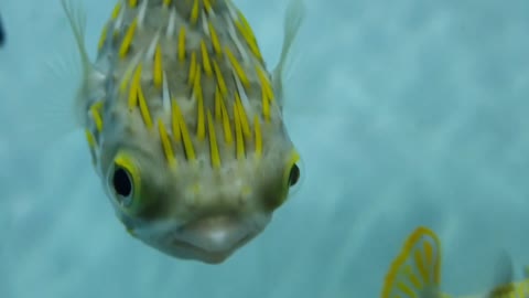 Very Cute Blowfish