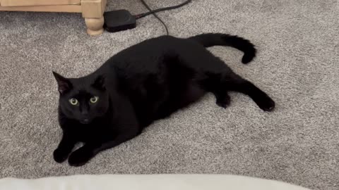 Adopting a Cat from a Shelter Vlog - Cute Precious Piper Takes Much Needed Time for Herself