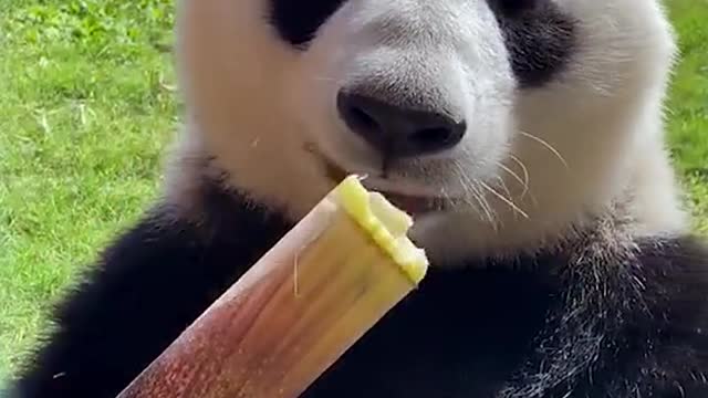 Panda eats bamboo shoots