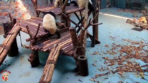 Cute panda video collection，Filmed in Chinese panda culture 2018