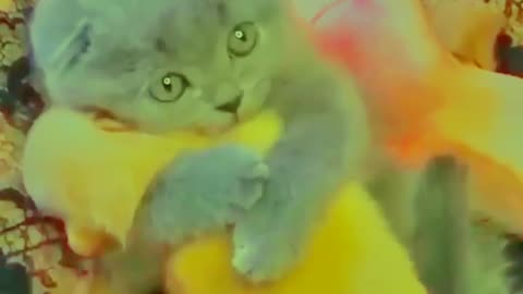 Cute 💕 cat love video 😻