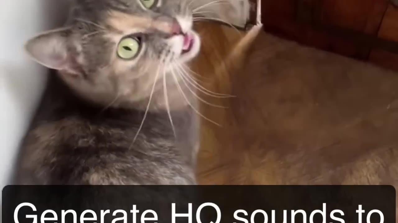 Sounds that attract cats meow to make cats come to you