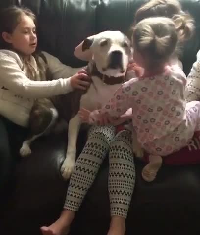 Luego de sufrir abusos, esta perra solo quiere que la amen