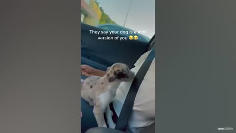 Dog are cute and funny 🐶🥰😘😍