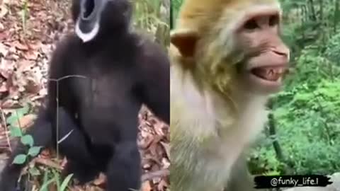 Most funny monkey video