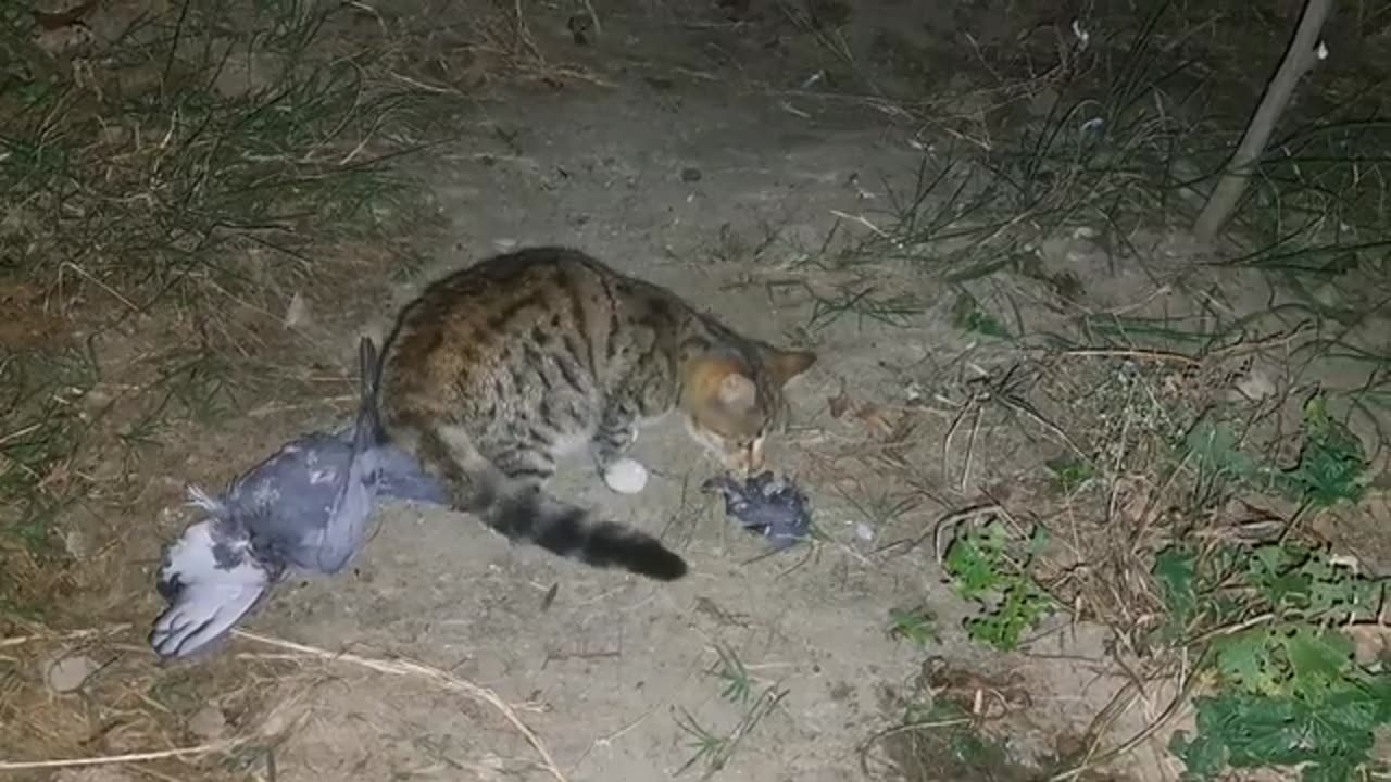 The cute kitten played with the pigeon it caught and then ate it.