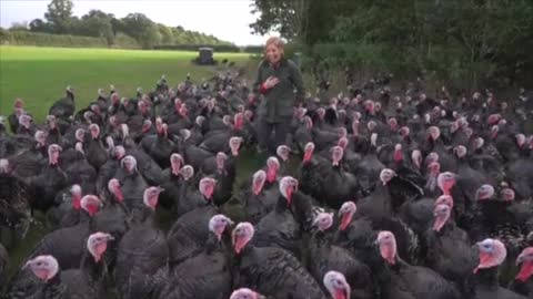 Turkeys Have A Sense Of Humor