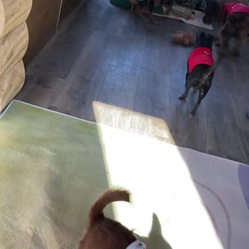 Pet Sitter Tyler Texas Area