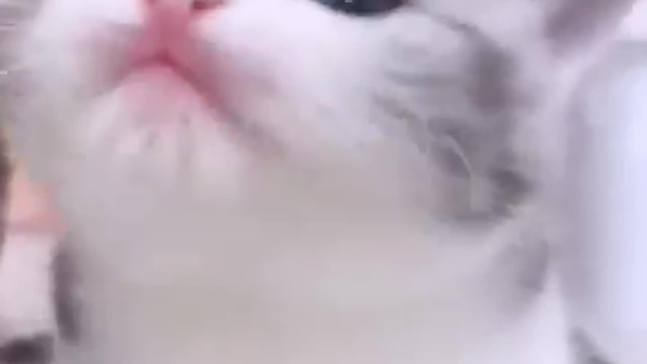 Funny cat