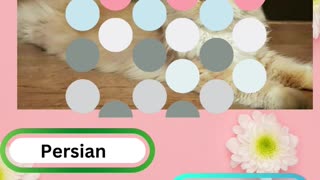 Purrfect Pets Quiz My Furry Friends Challenge 6