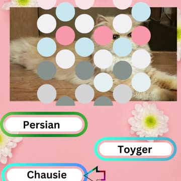 Purrfect Pets Quiz My Furry Friends Challenge 6