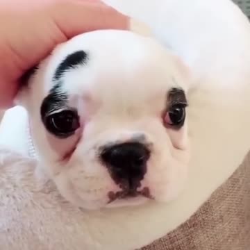 Funny Dogs Moment #shorts