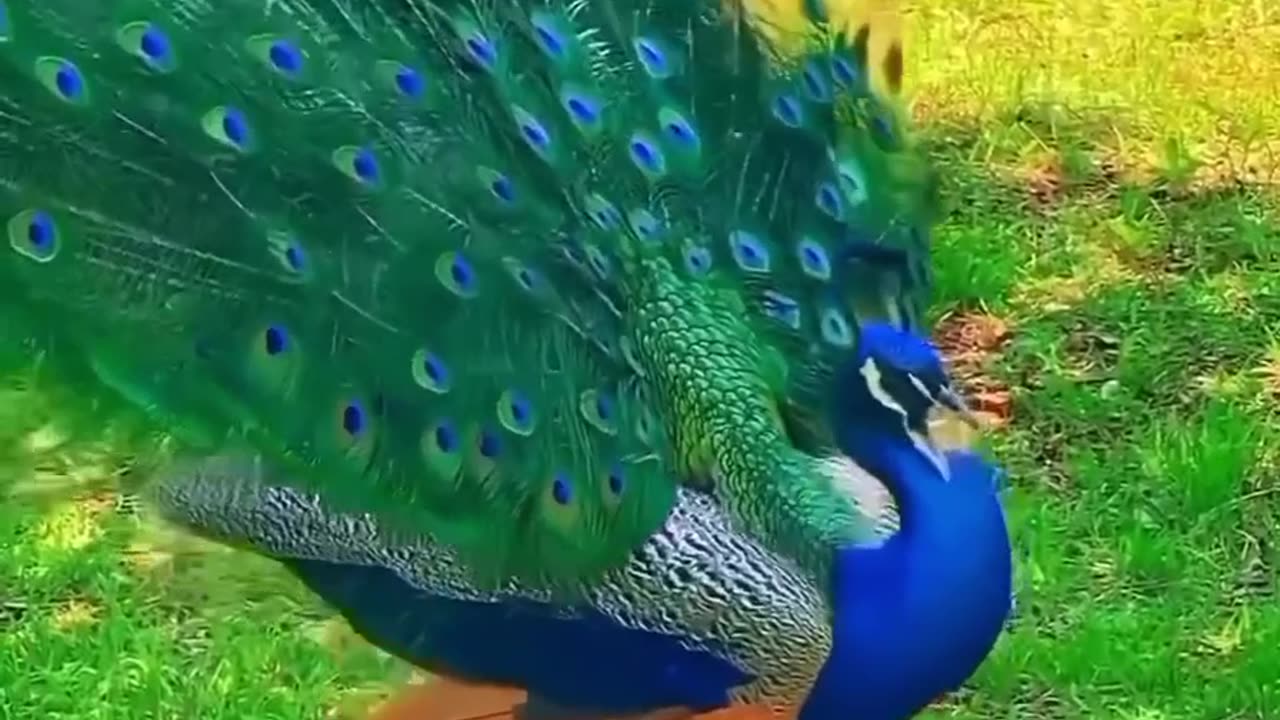 Graceful Peacock Dance