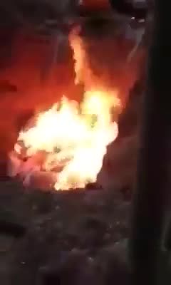 중국에서의 코로나바이러스에 감염된 돼지 살처분