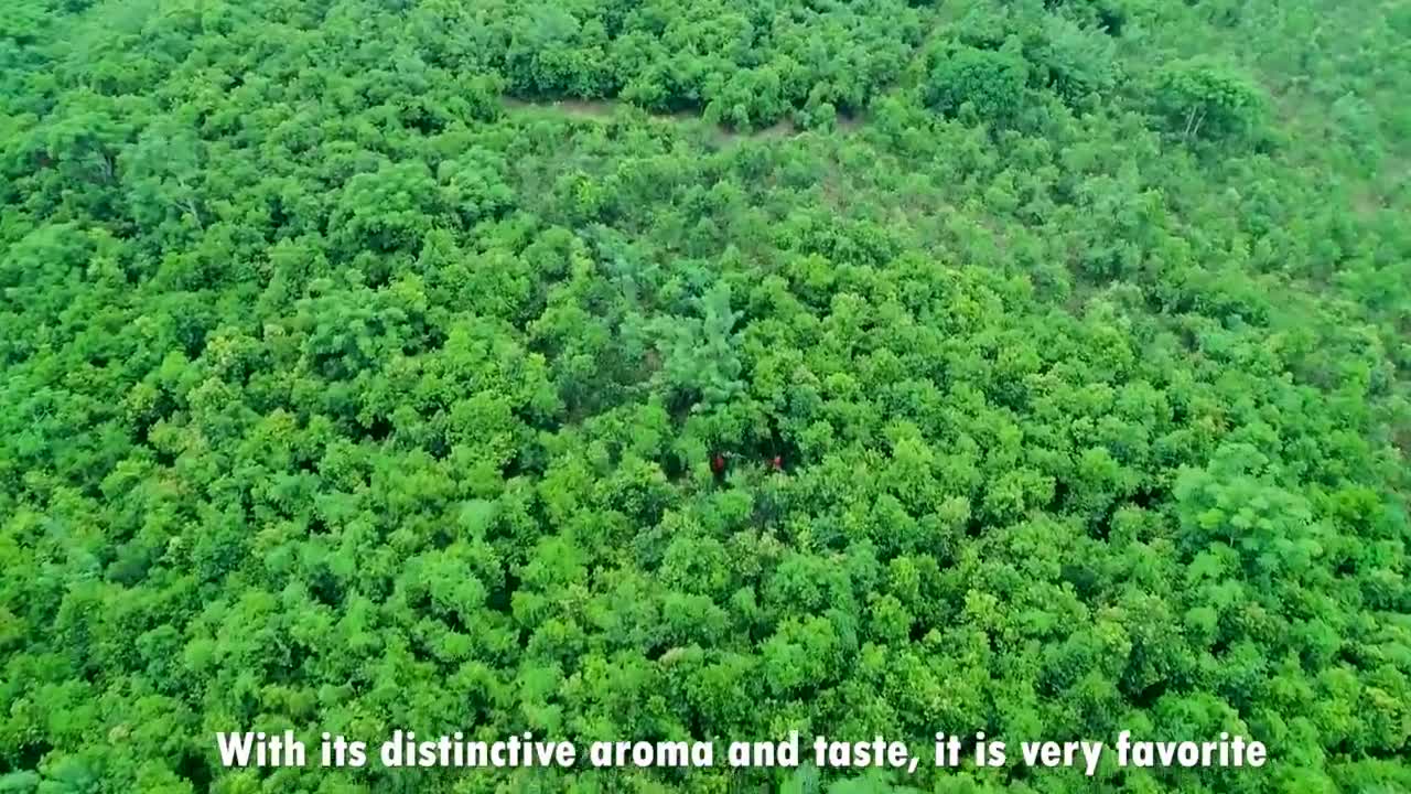 Cinnamon Making Process | Modern Ceylon Cinnamon Harvesting | How Ceylon Cinnamon Is Made