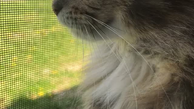 Kitten Chirping at Birds