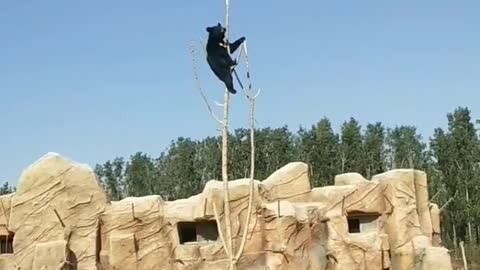 black bears