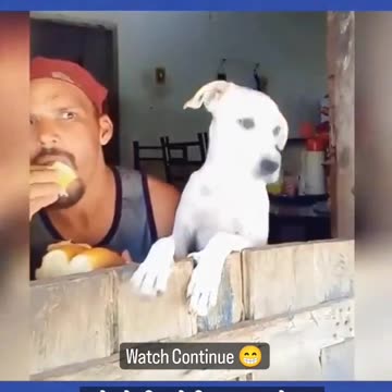 your dogs need something to do give the dogs something to do we got the perfect things to help