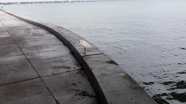 Another beautiful white bird