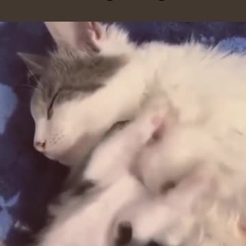 how cute just like people