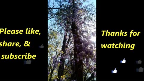 Gigantic blooming Wisteria with beautiful flowers all the way to the top of a large tree