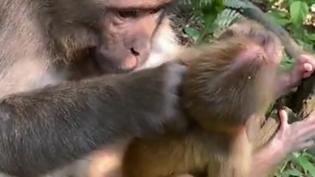 Cute Monkey China & Funny Love monkey| Animals Love