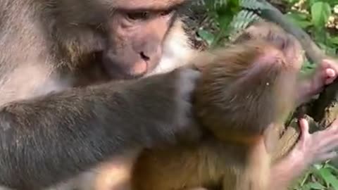 Cute Monkey China & Funny Love monkey| Animals Love