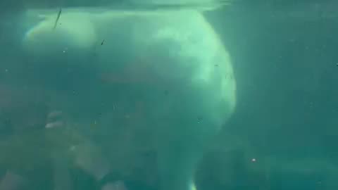 Water animal