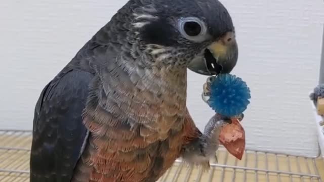 Funny parrot || colorfull parrot