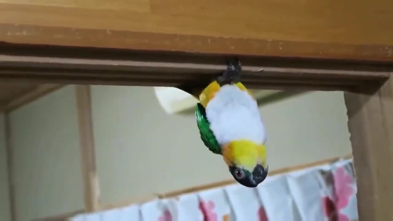 cheeky parrot walking upside down on the door frame