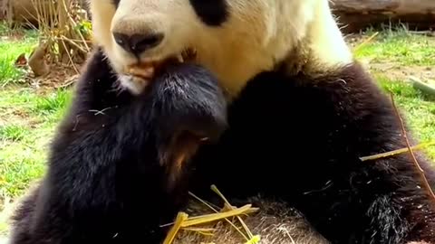 Lovely giant panda, come and have a look