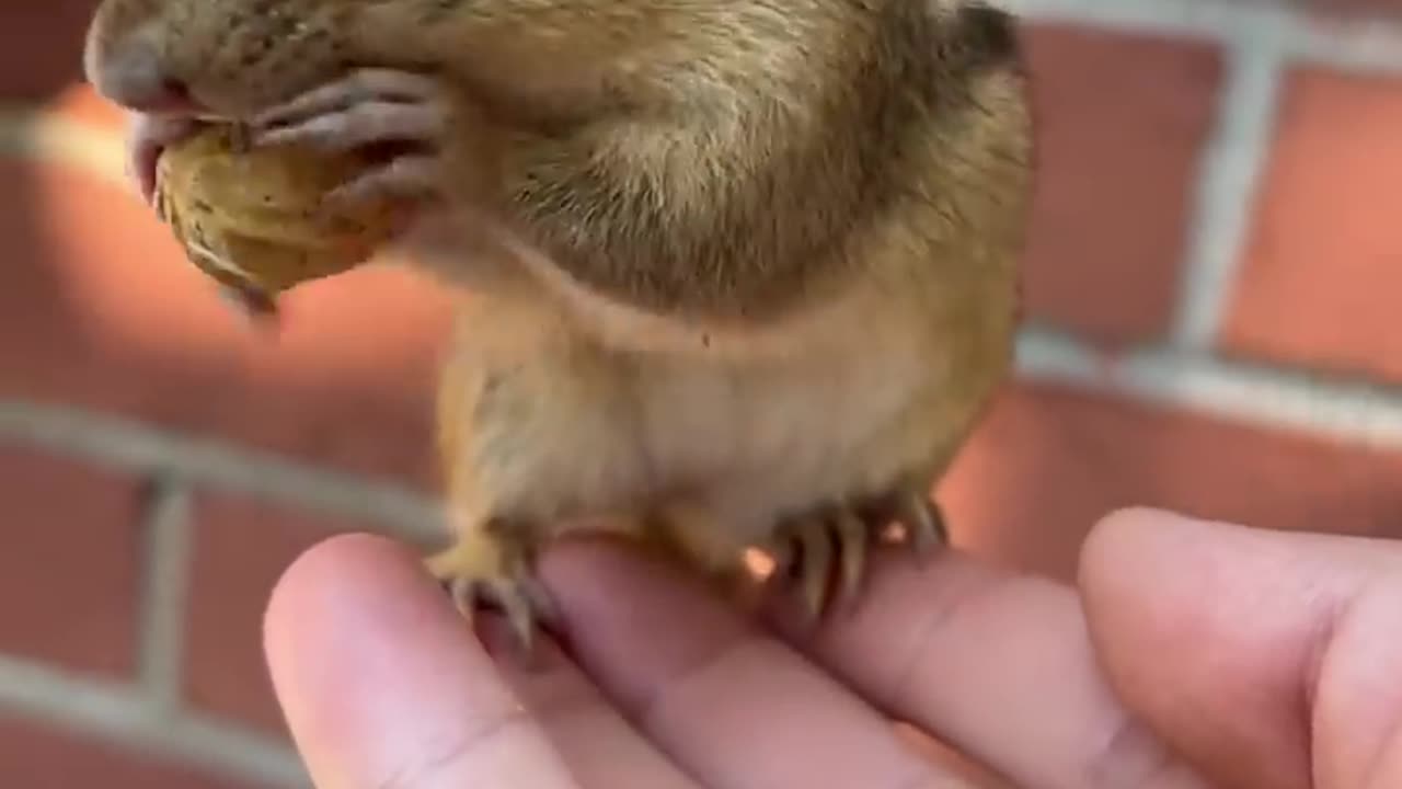 The_cute_chipmunk_is_eating_peanuts