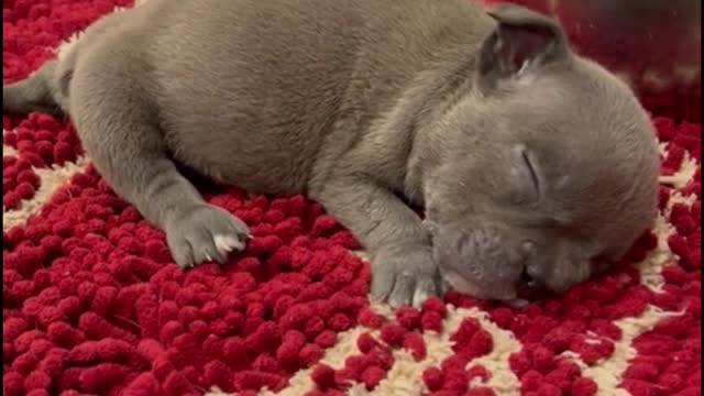 He was lying on the carpet, almost asleep