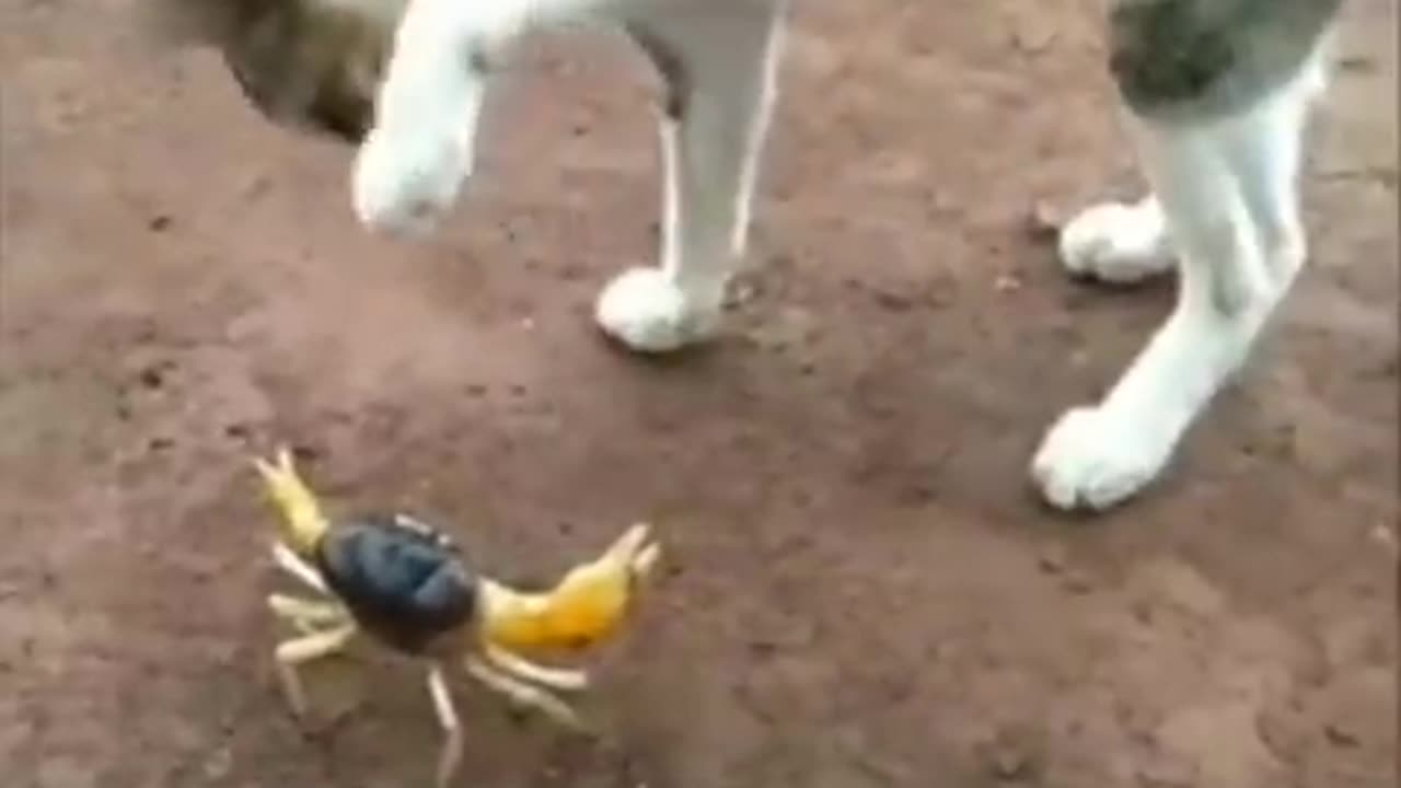 Animals funny videos #funy #usa#funyvideos