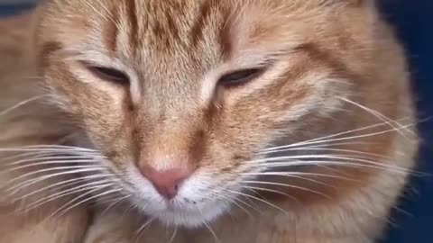 Cute Cats Sleeping #20