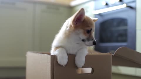 "Adorable Corgi: The Charismatic Companion That Will Melt Your Heart